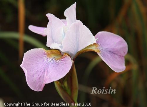 Roisin 16.5 (0)